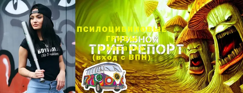 ссылка на мегу ТОР  где купить   Ревда  Галлюциногенные грибы GOLDEN TEACHER 